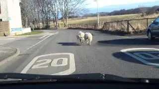Crazy Sheep everywhere in Aberdeen