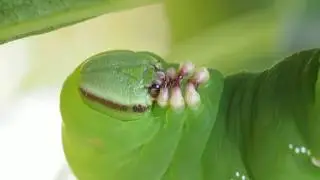 zawisak tawulec - Sphinx ligustri - gąsienica