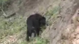 Bears on the loose
