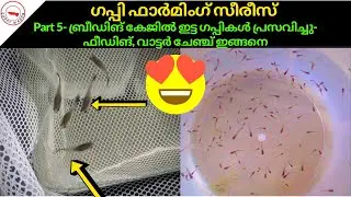 How to start guppy farming ||Part 5|| Female Gave Birth, Guppy Fry Feeding, Water Change
