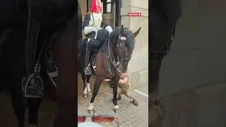 TROOPER CHECKING And ADJUSTING GIRTH#horseguards #kingsguard #shortvideo #shorts #shortfeed #soldier