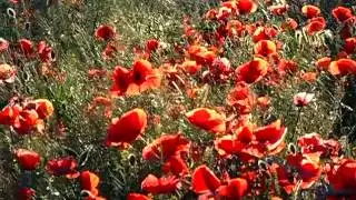 Sunshine and Wind through the Poppies