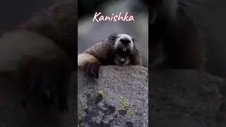 comment your name #Kanishka#fun #trending #comedy #funnyvideo