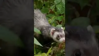 Interesting facts about weasel