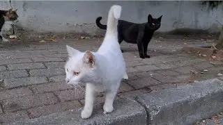 You can meet Cats of all colors on this street.