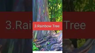 Like and Subscribe me for my hard work. Top 10 strange trees in earth according to Gemini.