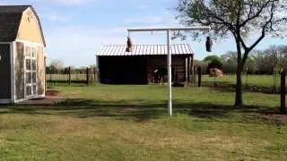 Discussing Thrush - Whiteline - Stinky Hoof - Barefoot Hoof Care - Rick Gore Horsemanship