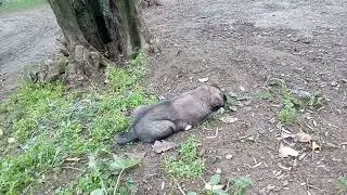😁DIŞARI TAŞTIK😀
