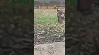 wildlife #rap #freestyle #newmusic #love #music #tiger #freestyle #lion