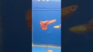 Big name Guppy 💥 ||Albino snake skin red tail  gull wings ribbon rose tail
