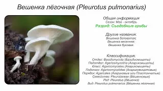 Вешенка лёгочная (Pleurotus pulmonarius)