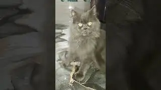 Test Your Cat's personality here👇❤️#growwithcat#smartsknowdge#catlover#like