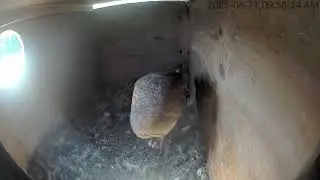 08/21/25 Owl Box Clipstream