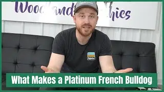 What is a Platinum French Bulldog? What Makes a Platinum Colored French Bulldog?