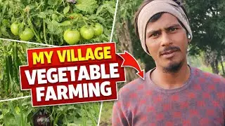 Village vegetable farming 
