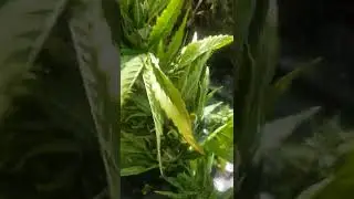 Autoflower harvest outdoor uk guerrilla grow 2022! Harvest time!!