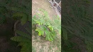umbrella like tree #shorts #youtubeshorts #umbrella