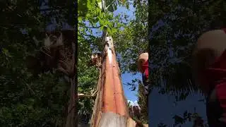 Lacatan Banana