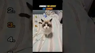 Ranking The Cutest Cat Sounds