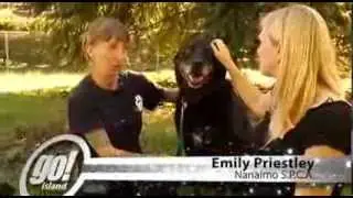 For Adoption at Nanaimo SPCA - Shaw TV. Ch.4