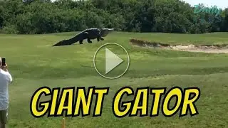 Chubbs Giant gator on golf course in Florida