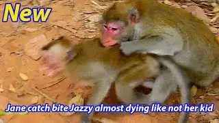JANE MONKEY FAMILY UPDATE #DSCN9971