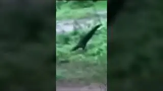 Monkey Helicopter meme ￼