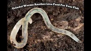 Unboxing of Set Up of a Grindal Worms Culture