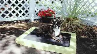 K&H Comfy n' Dry Indoor-Outdoor Pet Bed