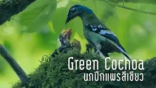 นกปีกแพรสีเขียว | Green Cochoa | EP40