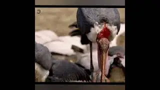РЕЧНЫЕ ХУЛИГАНЫ БУЗЯТ