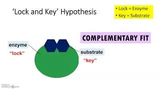 Lock and Key Hypothesis
