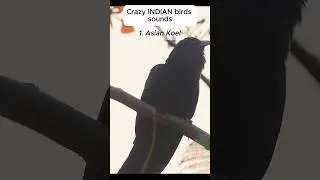 Indian Birds With Crazy Sounds You Won&rsquo;t Believe Exist! 🐦🎧 #animalfacts #didyouknow #animallovers