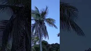praia do rosa