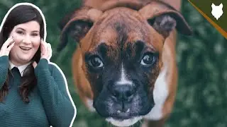 ARE BOXER GOOD FOR FIRST TIME OWNERS