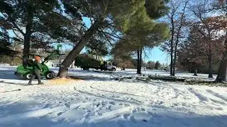 BRAND NEW AVANT 528 WITH DEMOLITION GRAPPLE REMOVES STORM DAMAGED WHITE PINE FROM START 2 FINISH!