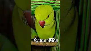 #talkingparot #cuteanimals #birds #parroting #cutebirds #viralvideo #cute
