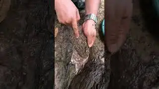 ⛏️Secret Nature Trick Reveals Real GOLD 🔥 You&rsquo;ve Never Seen This Before