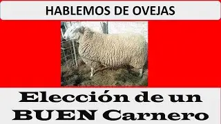 La parábola del buen carnero