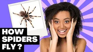 How spiders fly horizontally?