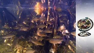 Florida's Mangroves Spread North