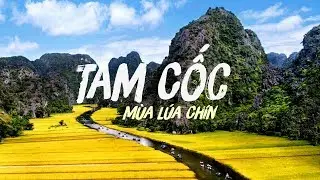 Tam Cốc Mùa Lúa Chín
