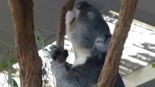 Lots of Sound, No Fury: Male Koala Bellows & Mellows