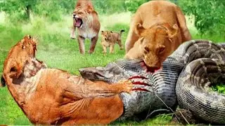 Scared! Lion King Must Also fall before the cold Blood and Fierce of the Giant Python 2023