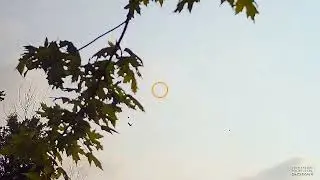 Crow hunting 8.7.2021