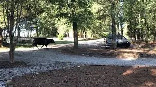 neighbor cows got out