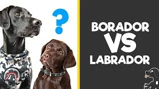 Labrador vs Borador - Breed Comparison /w Buddy the Borador