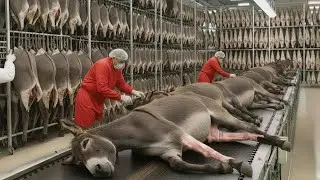 Inside Largest Donkey Meat & Skin Factory: Full Production Process | Nextgen Processing