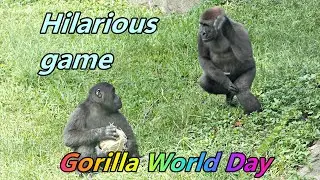 Gorilla Jabali and Ringo's hilarious game on World Gorilla Day / Jabali跟Ringo在大猩猩日可愛有趣的追逐
