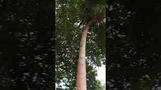 birds singing in banyan trees in the Royal Island Resort maldives is a beautiful sound n sight